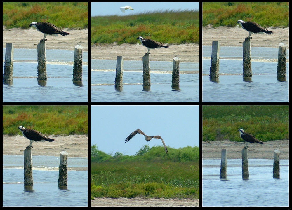 (20) montage (osprey).jpg   (1000x720)   327 Kb                                    Click to display next picture